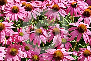 Floral background with pink echinacea blossoms photo