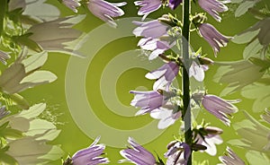 Floral background. Pink flowers bells on a green-yellow background. Flower composition close-up. Place for the text