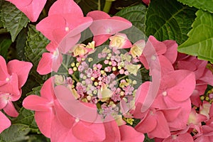 Floral background of pink hydrangea flowers close up.