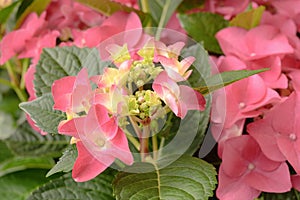 Floral background of pink hydrangea flowers close up.