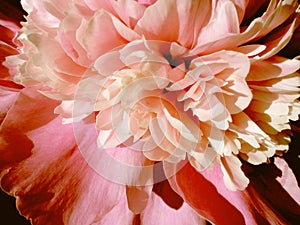 Floral background. Pink peony petals blossom flowers beautiful background