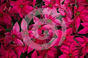 Floral background of pink poinsettia or Euphorbia pulcherrima Christmas traditional flower