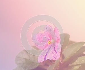 Floral background with pink viola flower