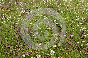 Floral background, plantation with pinks, marguerites, hormon blossoms