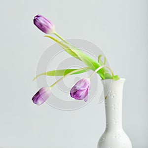 Floral Background, postcard: Tulip flower in white vase on white background. Layout, mocap, for your text mother's day, copyspace