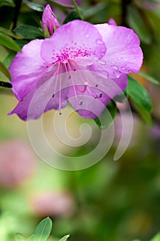 Purple azalea flower