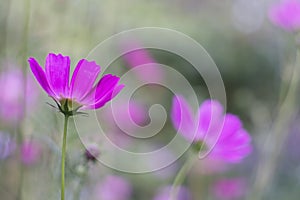 Floral background with purple cosme flowers. Delicate flowers with pastel shades in the open air. Selective soft focus
