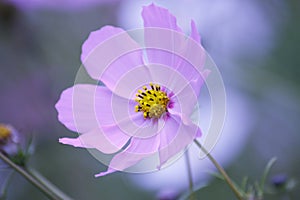 Floral background - purple cosmos flower - summer Stock Photos