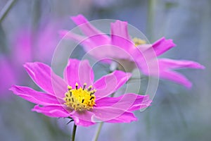Floral background - purple cosmos flowers - summer Stock Photos