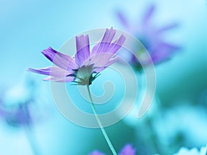 Floral background - purple cosmos flowers - summer Stock Photos