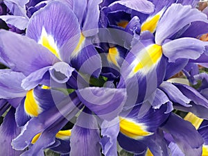 Floral background with purple irises