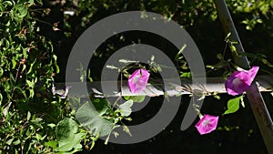 Floral background with purple pink Convolvulus climbing by pole in garden