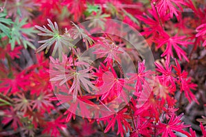 Floral background with red, purple and green autumnal toreutic l