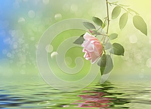 Floral background with rose branch reflected in water