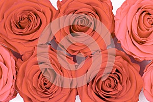 Floral background of rose flower heads in Apricot crach color trendy color 2024, top view, close up