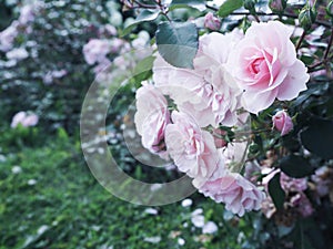 Floral background with roses. Roses in summer and autumn garden.