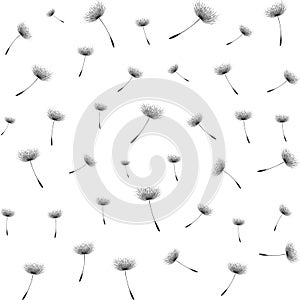 Floral background seamless pattern black and white with dandelion fluff silhouette. Beautiful nature backdrop. Trendy