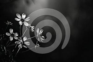 A floral background showcasing the art of black and white