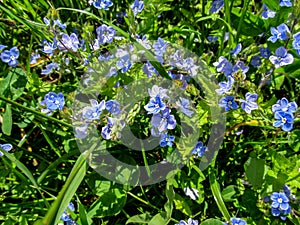 Floral background - small blue meadow beautiful flowers Veronica chamaedrys close-up