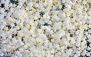 Floral background of small white flowers