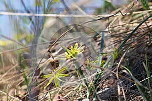 Floral background, spring flower Gagea lutea, Yellow Star-of-Bethlehem. Lily family edible medical herb. Eurasian flowering plant