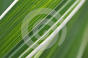 Floral background. Striped white and green leaf of a cereal plant. Leaves of reed canary grass close-up. Natural backdrop or
