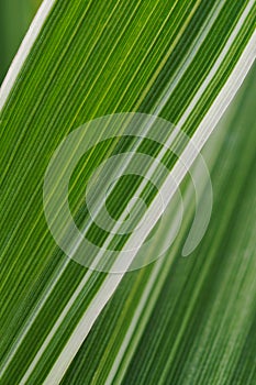 Floral background. Striped white and green leaf of a cereal plant. Leaves of reed canary grass close-up. Natural backdrop or