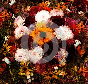 Floral background with stylized bouquet of dalia,zinnia,sunflower