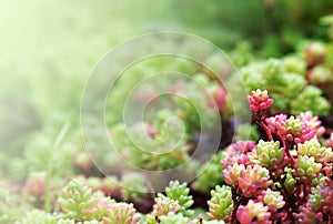 Floral background with succulents