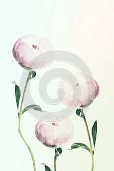 Floral Background with Sweet Peony Flowers