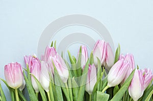 Floral background with tulips flowers on blue background. Flat lay, top view. Lovely greeting card with tulips for Mothers day, we