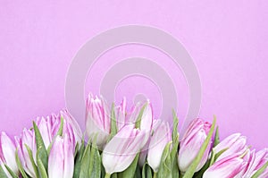 Floral background with tulips flowers. Flat lay, top view. Lovely greeting card with tulips for Mothers day, wedding or happy even