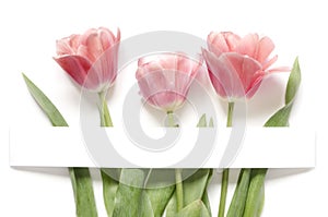 Floral background with tulips flowers on white background. Flat lay, top view. Lovely greeting card with tulips for Mothers day, w