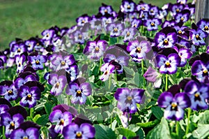 Floral background viola pansies on grass