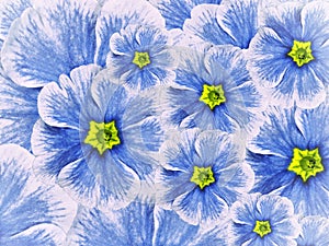 Floral background of violet flowers. Flowers white blue with a green middle.