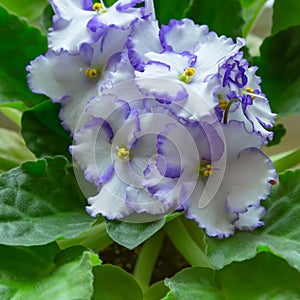 Floral background violet. Flowers and leaves closeup beautiful Saintpaulia terry blooming purple blue. Growing and caring for home