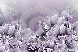 Floral background violet-gray peonies. Flowers close-up on a light violet background. Flower composition.