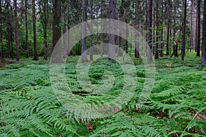 Floral background with Western Bracken fern