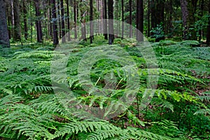 Floral background with Western Bracken fern