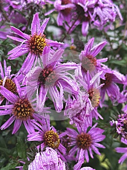 Floral background of wet purple chrysanthemums flowers.