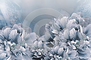 Floral background white-blue peonies. Flowers close-up on a light blue background. Flower composition.