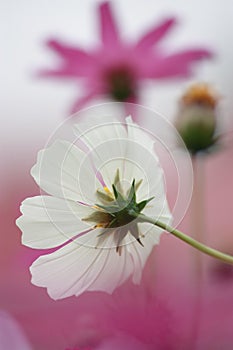 Floral background - white cosmos flower - summer Stock Photos