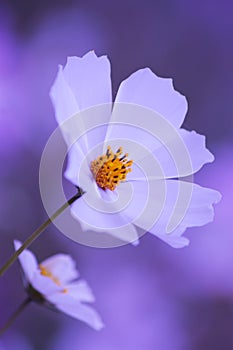 Floral background - white cosmos flower - summer Stock Photos