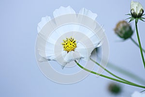 Floral background - white cosmos flowers
