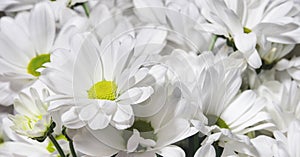 Floral background with white daisy selective focus