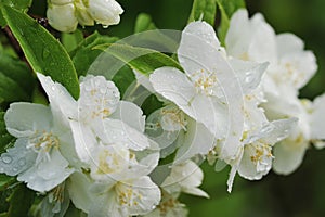 Floral background white flower petals covered by water drops aft