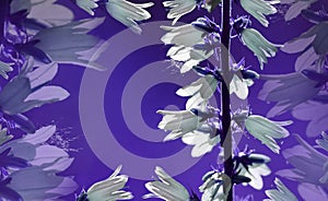 Floral background. White flowers bells on a violet background. Flower composition close-up. Place for the text.