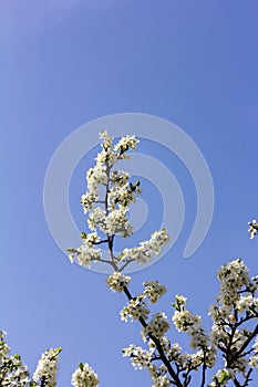 Floral background with white flowers. Wild plums are blooming.