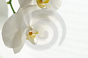 Floral background with white phalaenopsis orchid