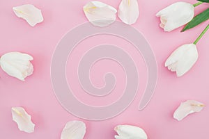 Floral background with white tulips flowers on pink pastel background. Flat lay, top view. Spring time background.